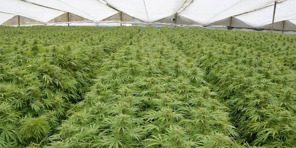 17935435lpw-17943528-article-colombie-cannabis-medical-jpg_5887480_1250x625.thumb.jpg.760cfa7c747b25d95aac182bd174668b.jpg