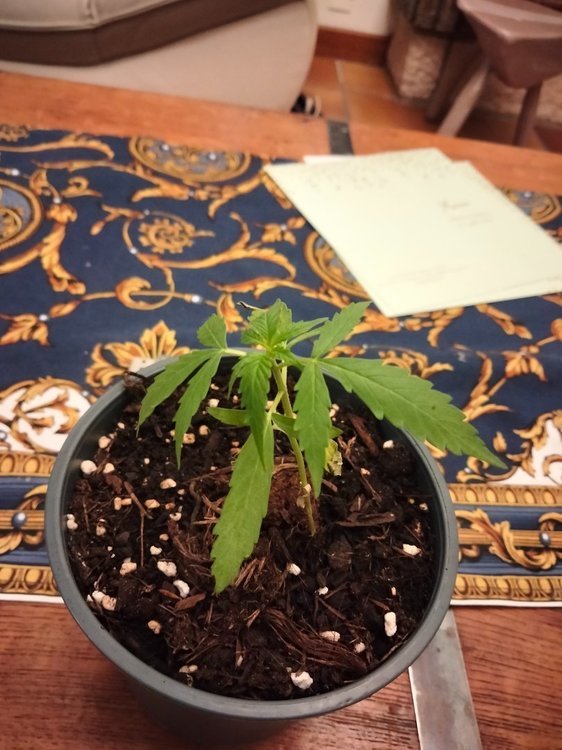 Plante 3 (2).jpg