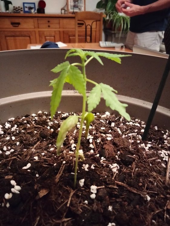Plante 2 (2).jpg