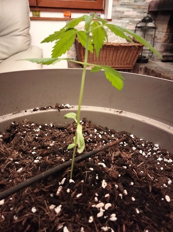 Plante 1 (2).jpg