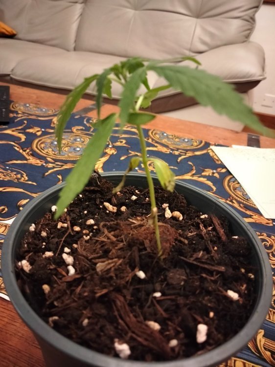 Plante 3 (1).jpg