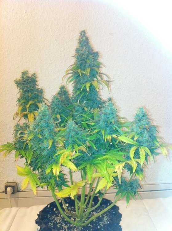 thumbnail (4).jpg