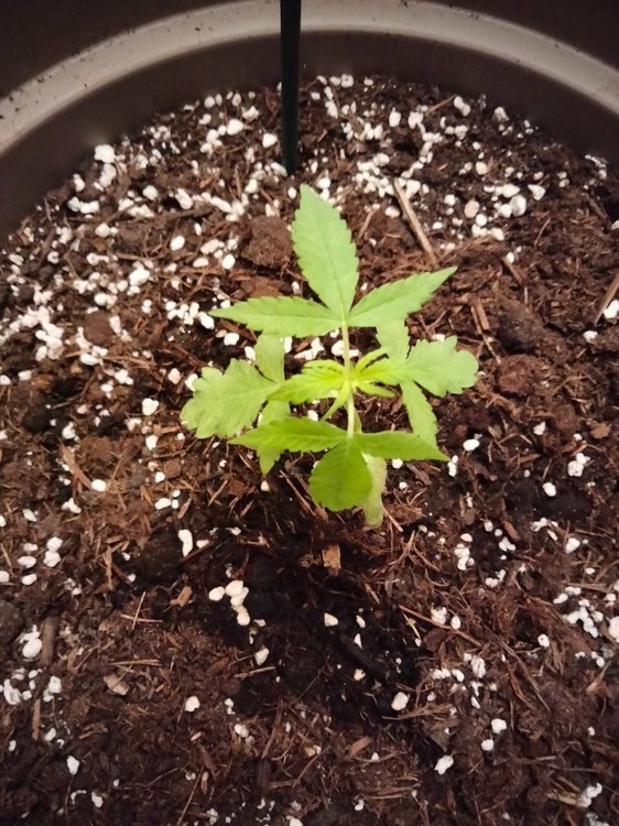 Plante 2 (1).jpg