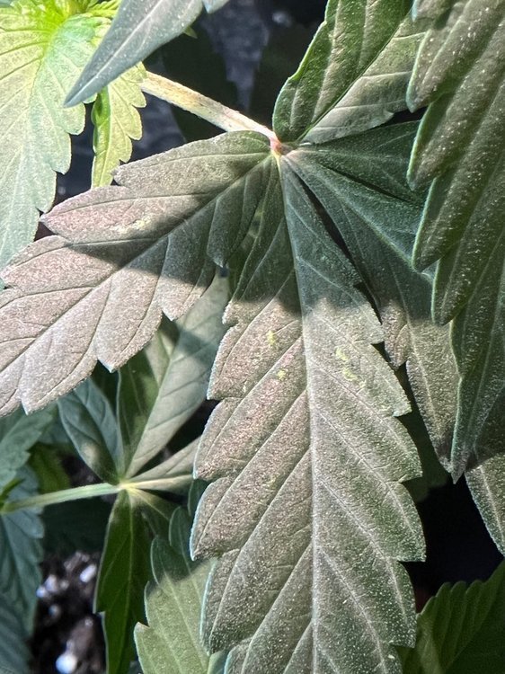 C3D70498-53C9-42B1-8C77-8F0F78A90759.jpeg