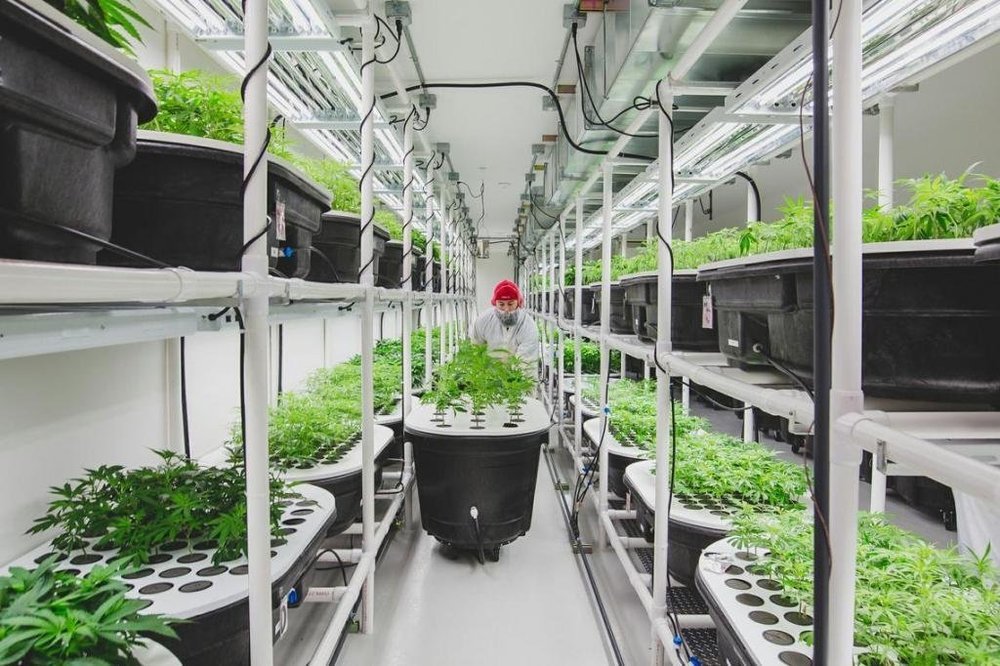 Culture-de-Cannabis-en-Hydroponie.jpg