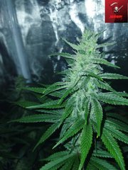 IMG_20220718_182526 (1)-min