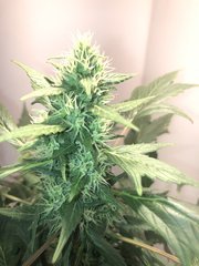 IMG_0486 - Copie.JPG