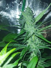 IMG_20220718_182510 (1)-min (1)