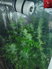 IMG_20220718_182415 (1)