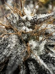 IMG_0251.JPG