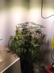 IMG_20220703_104952.jpg