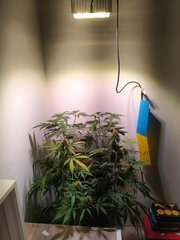 IMG_20220703_105005.jpg