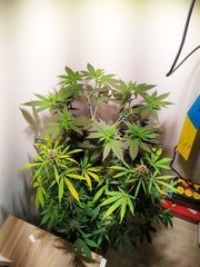 IMG_20220703_130823.jpg