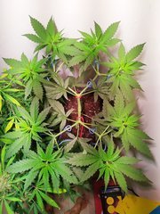 IMG_20220703_130924.jpg