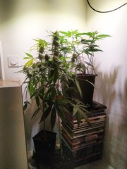 IMG_20220703_132339.jpg