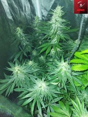 IMG_20220718_182422-min