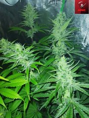 IMG_20220718_182500-min