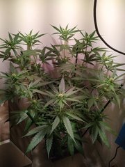 IMG_20220721_210706.jpg