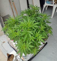28 j