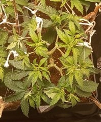 IMG_20220727_200502.jpg