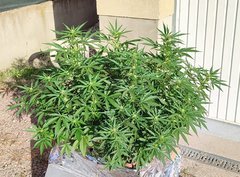 35 j
