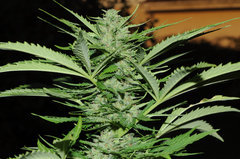 lsd auto outdoor 2022