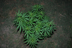 ananas funk outdoor 2022
