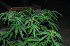 ananas funk outdoor 2022
