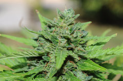 lsd auto outdoor 2022