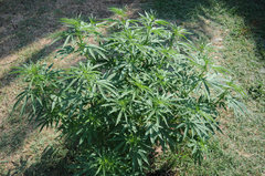 ananas funk outdoor 2022