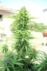 lsd auto outdoor 2022