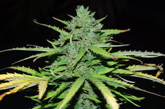 lsd auto outdoor 2022