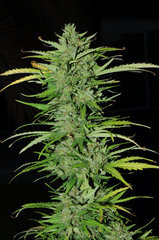 lsd auto outdoor 2022