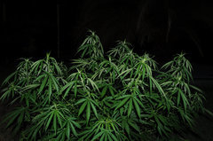 ananas funk outdoor 2022
