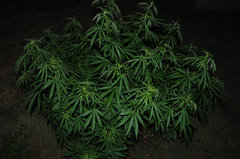 ananas funk outdoor 2022