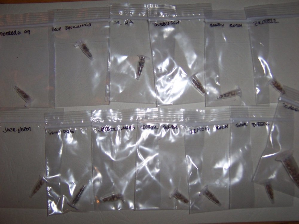 100_4614.thumb.JPG.500ede1f9b44b2963e2103bdfe6fe5bc.JPG