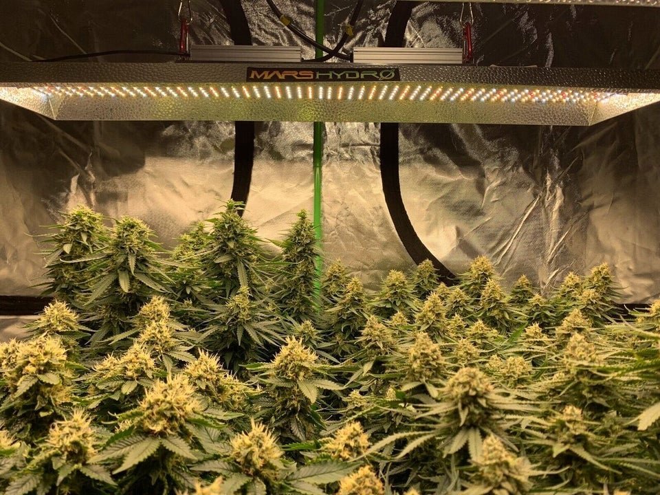 TSL2000-@suburban.herb-Mars Hydro TSL2000 is very bright, plants love the light very much. average harvest of this TSL2000 is high. You can see the flowers are very big..jpg