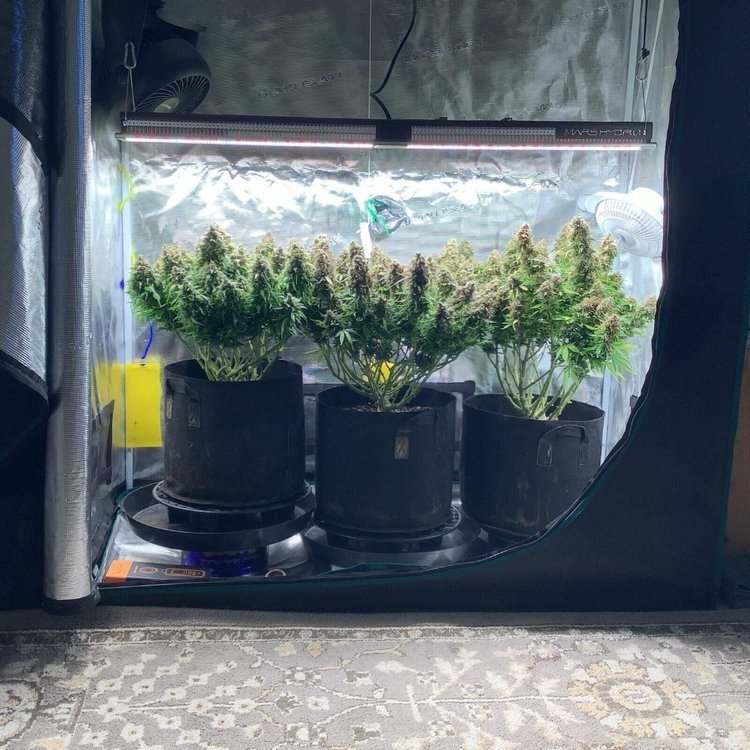 SP3000-What’s up, guys. Art exhibition from all you lovely growers🥰Do everything you can right now with Mars Hydro Grow Light and Tent. Show your masterpiece.jpg
