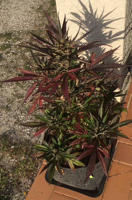 468775920_Capturedcran2022-08-12111858.png.1b79e7755de94ccb80d611d47c5de1f2.png