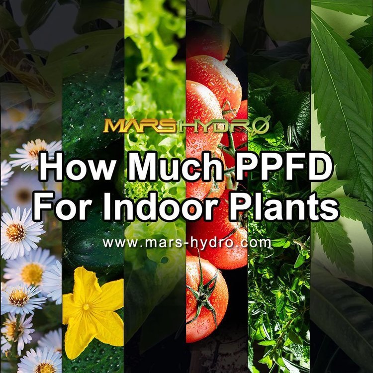 promote ppfd for indoor plants(1).jpg