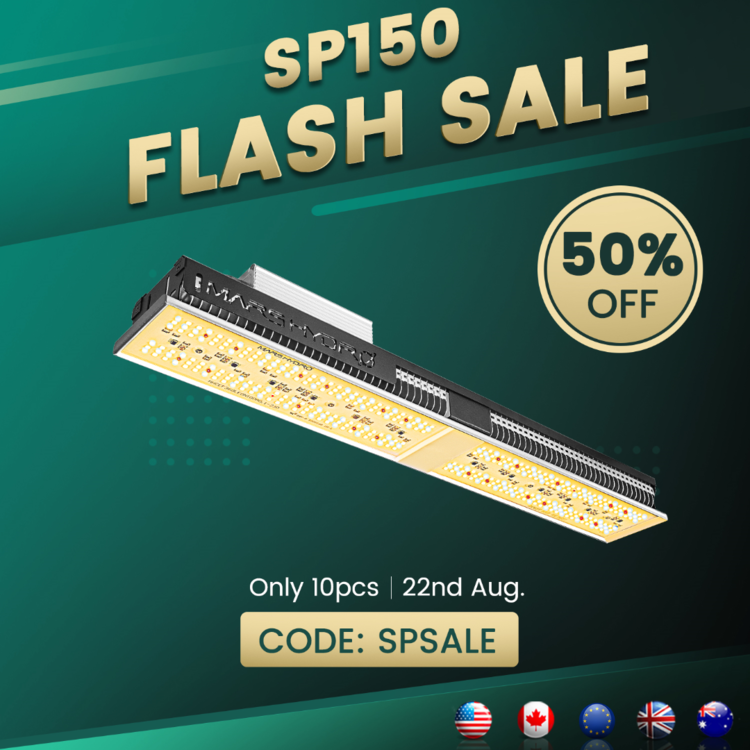 flash sale.png
