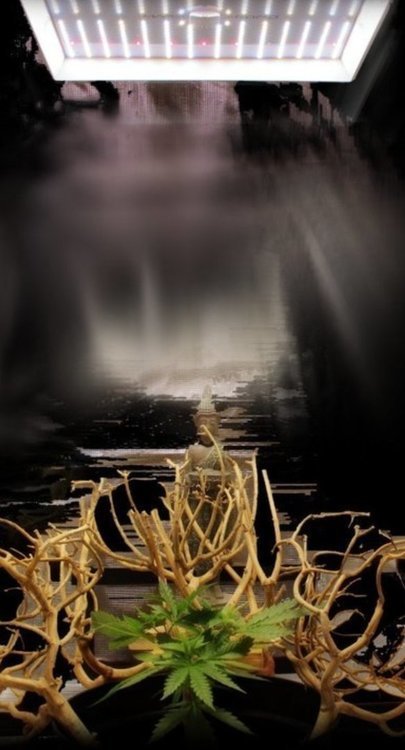 Screenshot_20220805-124245_Chrome.thumb.jpg.944052d99c92a24dce58557cf7a227ca.jpg