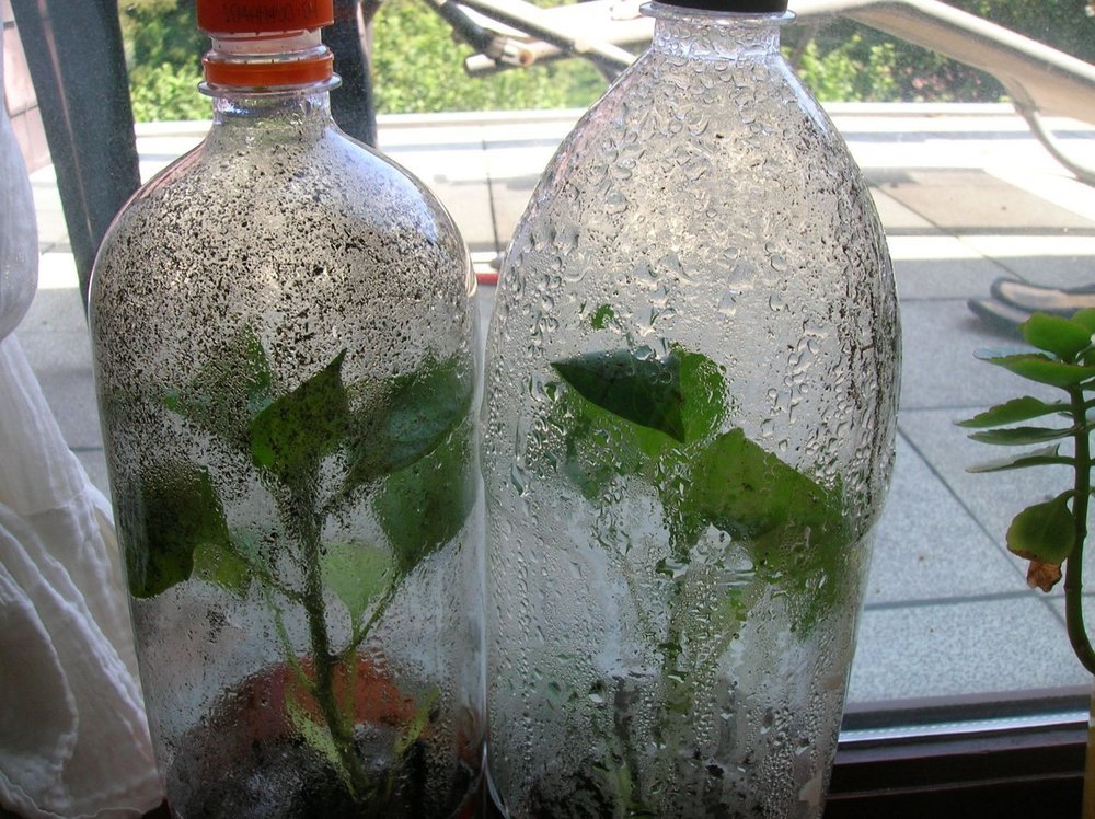bottle-bell-pepper-tine-dau-330160_101114823326893_100002851261908_2461_71534_o.thumb.jpg.af0c5ecdcc1c6abb36422cc81f576cc4.jpg