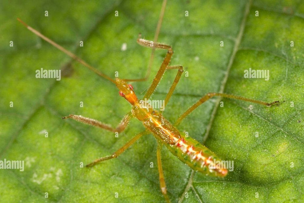 nymphe-bug-assassin-zelus-luridus-larves-c3k75y.thumb.jpg.3b18532567e38b15d88f1a78d8537767.jpg