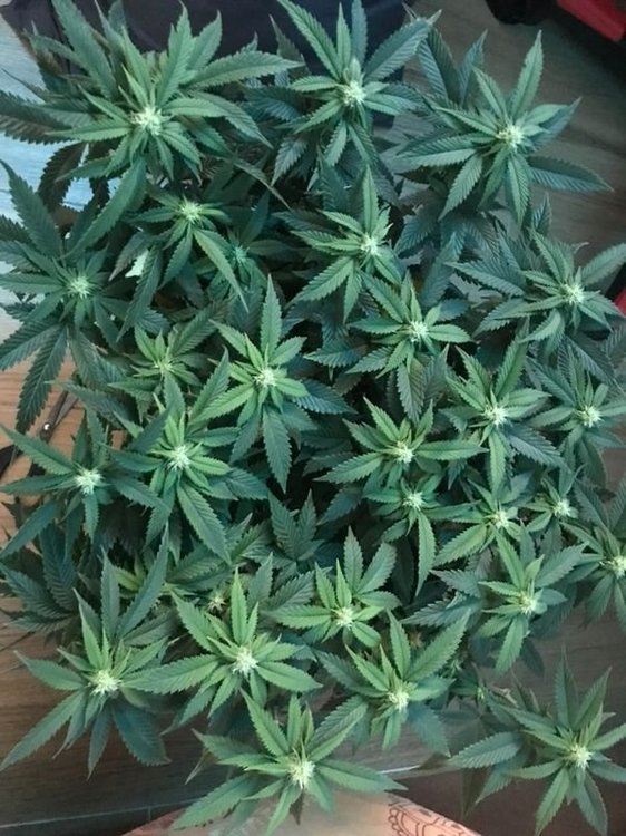 plante.jpg