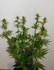 Papa querkle F2*