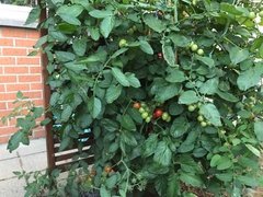 Easiest : Tomates-Cerise Germination 23/03/22
