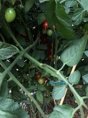 Easiest : Tomates-Cerise Germination 23/03/22