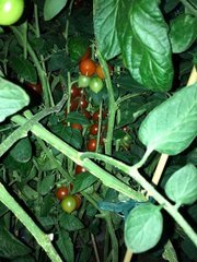 Easiest : Tomates-Cerise Germination 23/03/22
