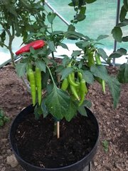 Un Red Hot Chilli Pepper pendant qu'autrui se dore la pilule